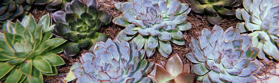 succulents from a family flower shop